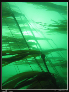 Bulb Kelp. (Canon G10) by Bea & Stef Primatesta 